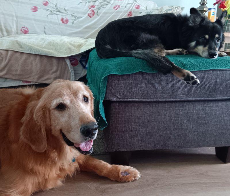 Enlarge Waylon & Val, a Adopted Golden Retriever in Bath, OH image 5/5