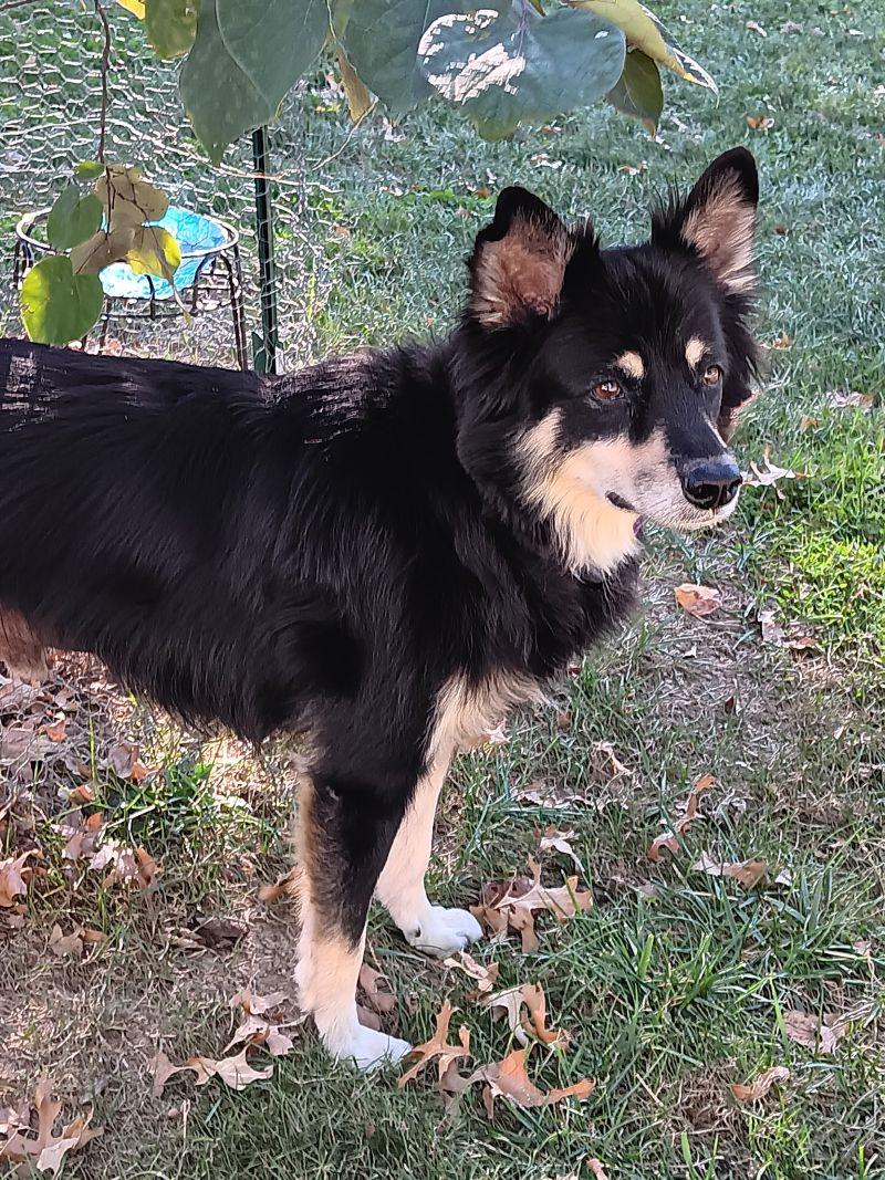 Enlarge Waylon & Val, a Adopted Golden Retriever in Bath, OH image 3/5
