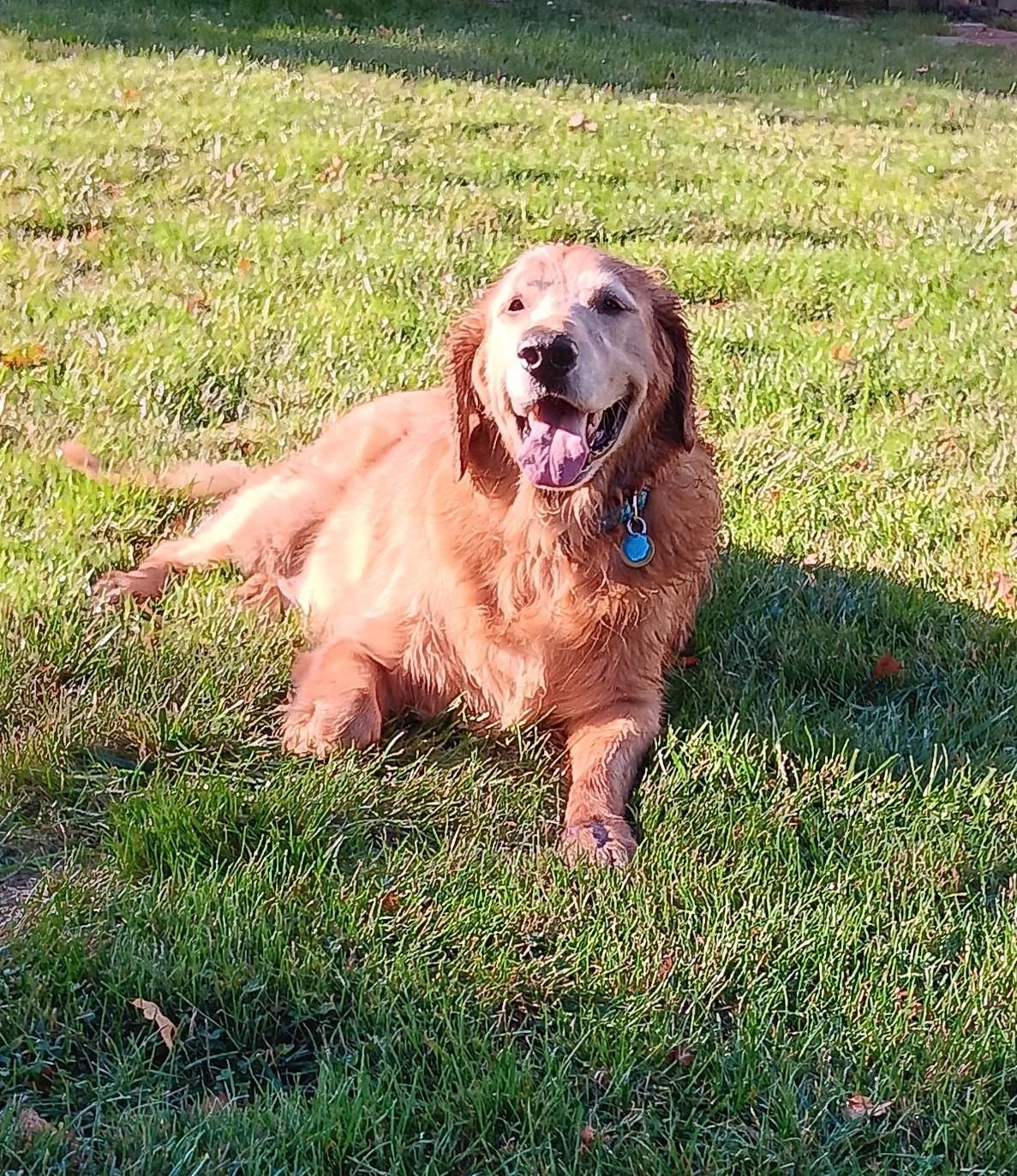 Enlarge Waylon & Val, a Adopted Golden Retriever in Bath, OH image 4/5