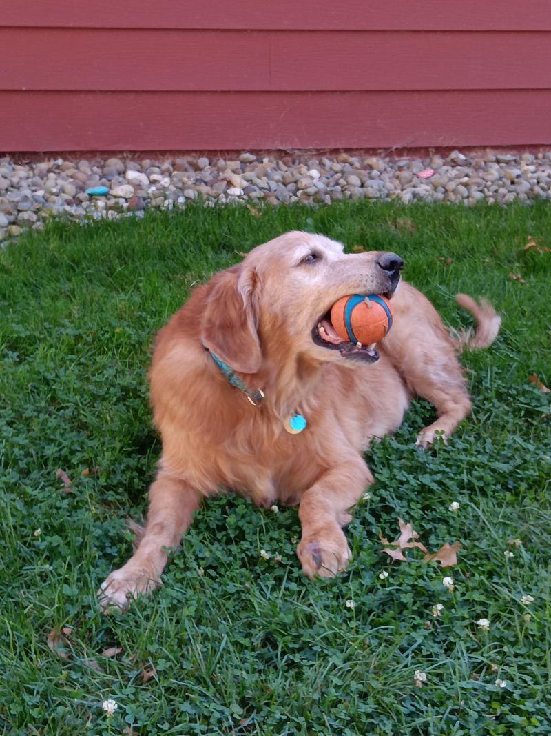 Enlarge Waylon & Val, a Adopted Golden Retriever in Bath, OH image 2/5