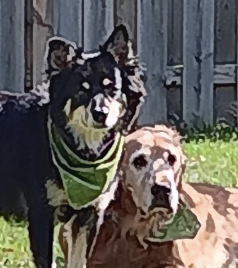 Enlarge Waylon & Val, a Adopted Golden Retriever in Bath, OH image 1/5