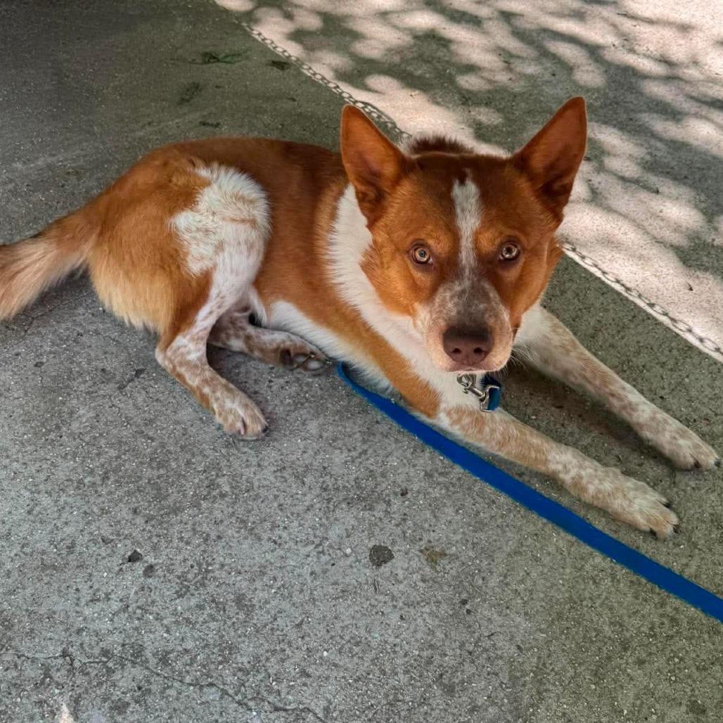 Dutchbro, Adoptable, Adult Male Mixed Breed.