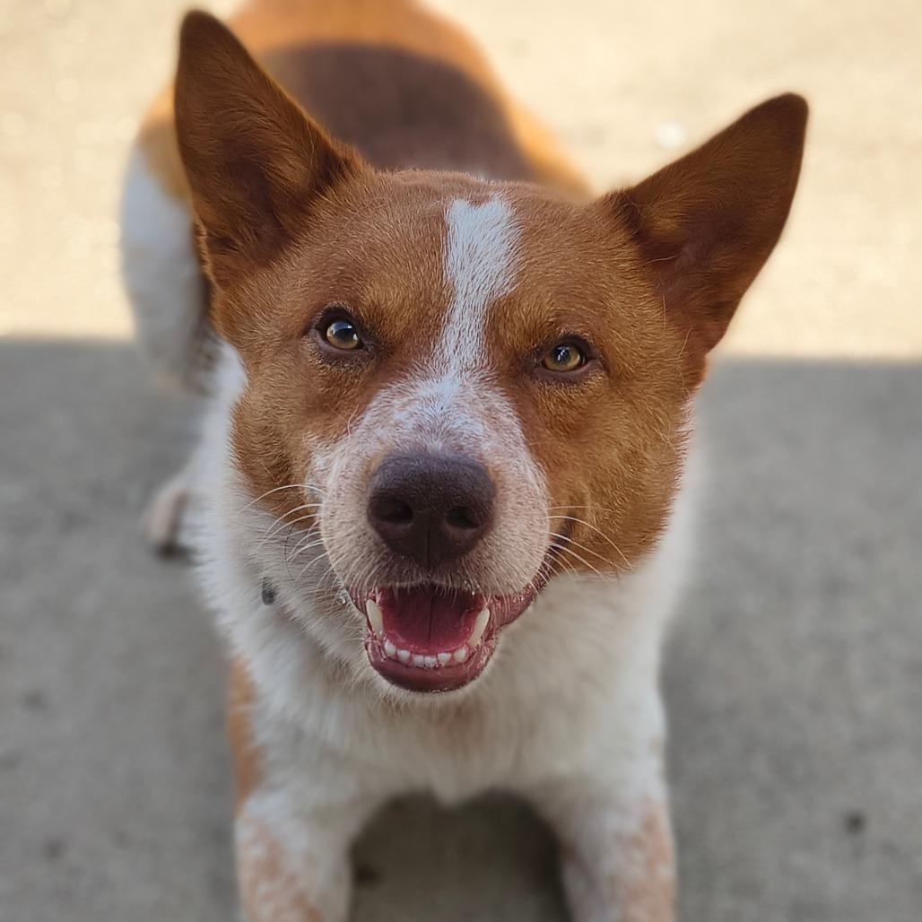 Enlarge Dutchbro, a Adoptable Mixed Breed in Edwardsville, IL image 4/6
