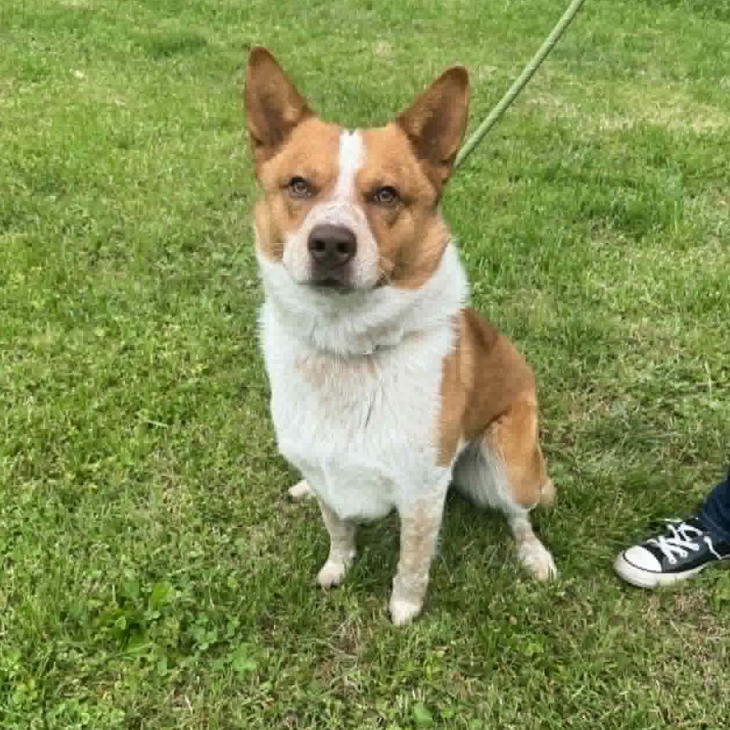 Dutchbro, a Adoptable Mixed Breed in Edwardsville, IL image 5/6