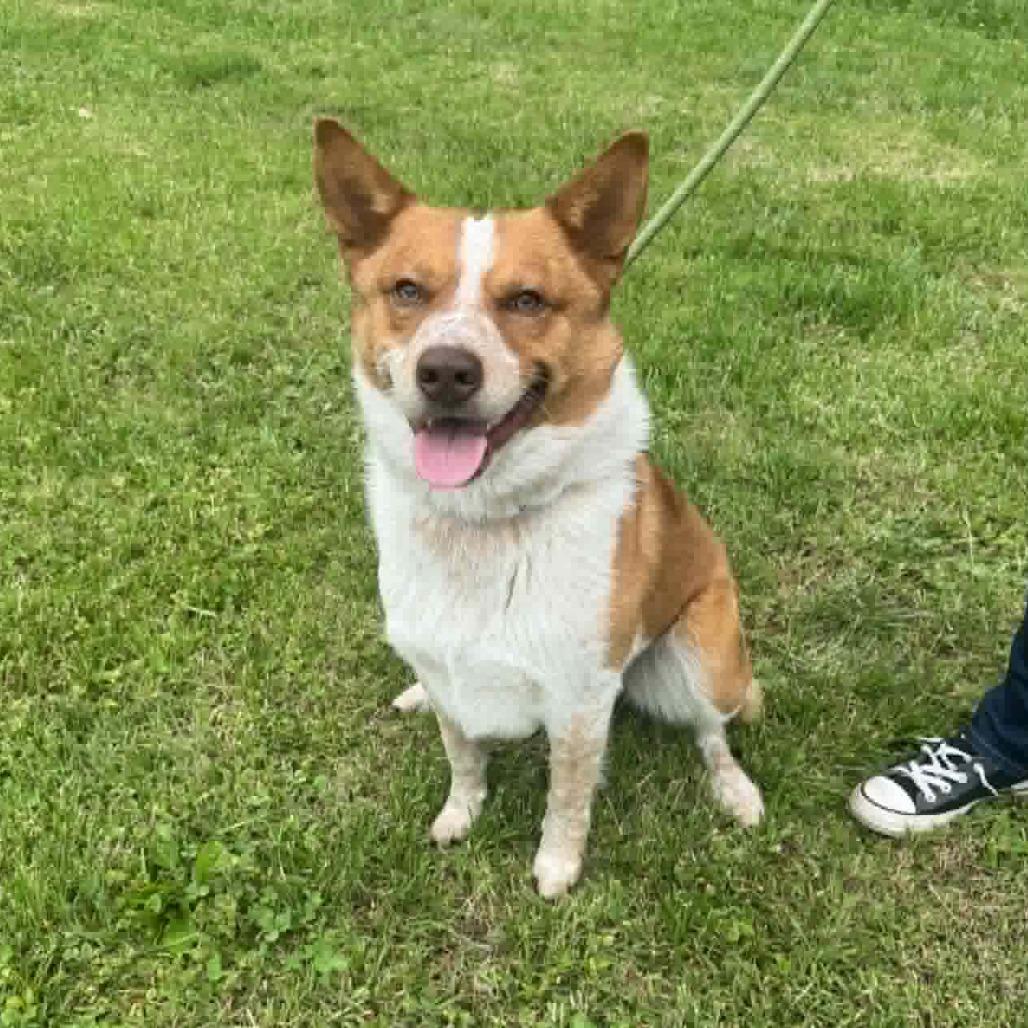 Dutchbro, a Adoptable Mixed Breed in Edwardsville, IL image 6/6