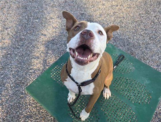 Enlarge DAISY, a Adoptable Pit Bull Terrier in Mesa, AZ image 1/1