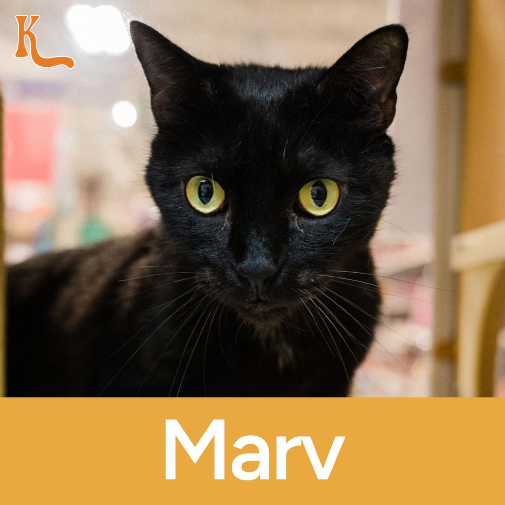 Marv, Adoptable, Adult Male Domestic Short Hair.