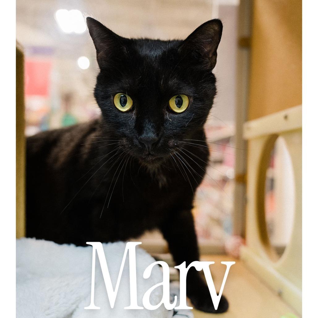 Enlarge Marv, a Adoptable Domestic Short Hair in Desert Hot Springs, CA image 2/3