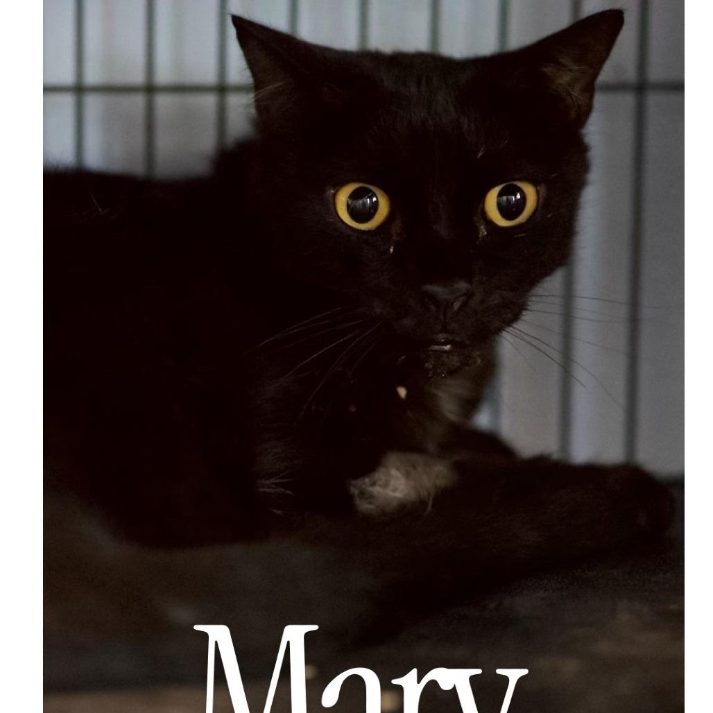 Enlarge Marv, a Adoptable Domestic Short Hair in Desert Hot Springs, CA image 3/3
