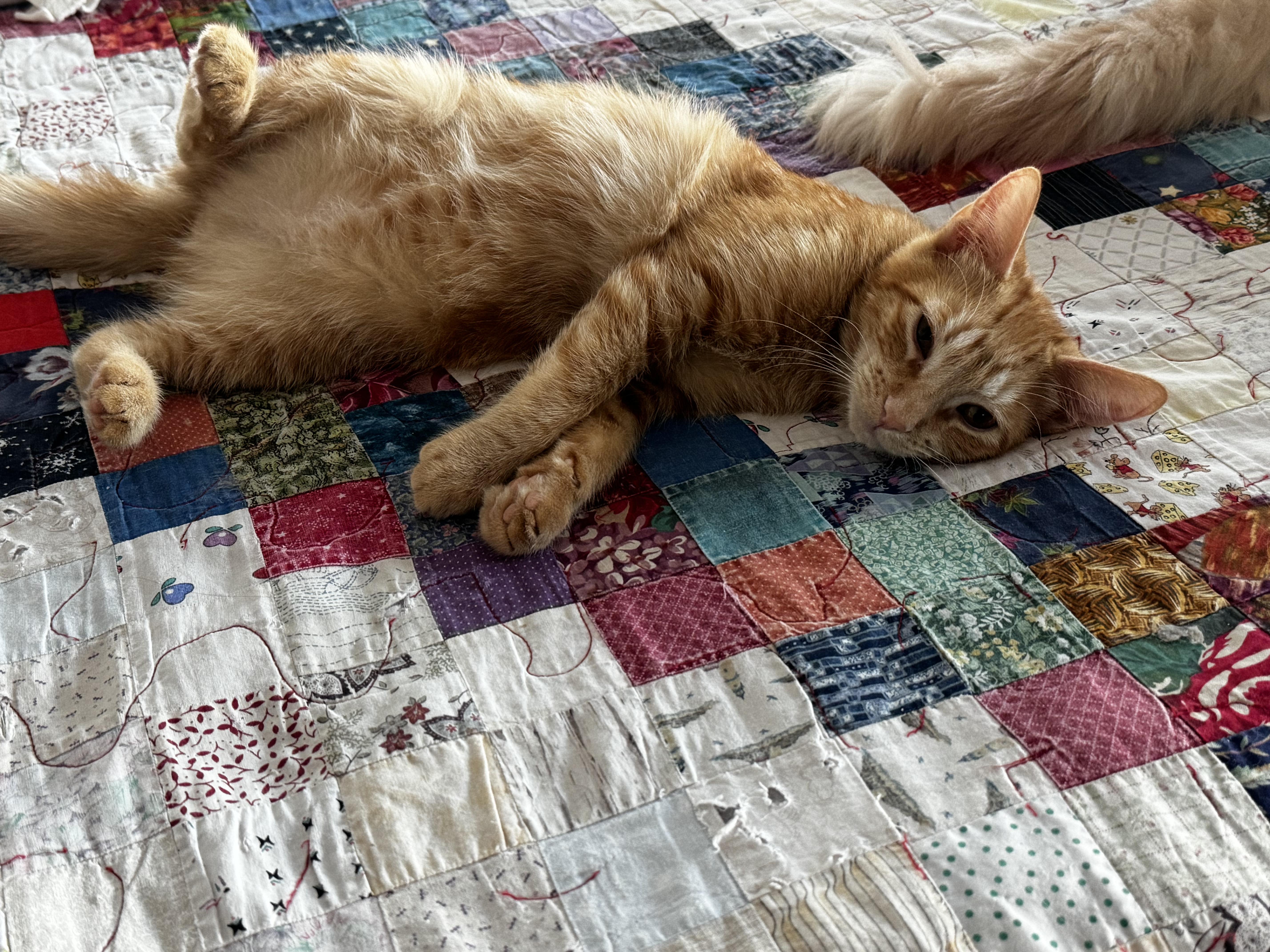 Enlarge Merlin- Sleek and Cuddly, a Adoptable Tabby in Fountain Valley, CA image 5/6