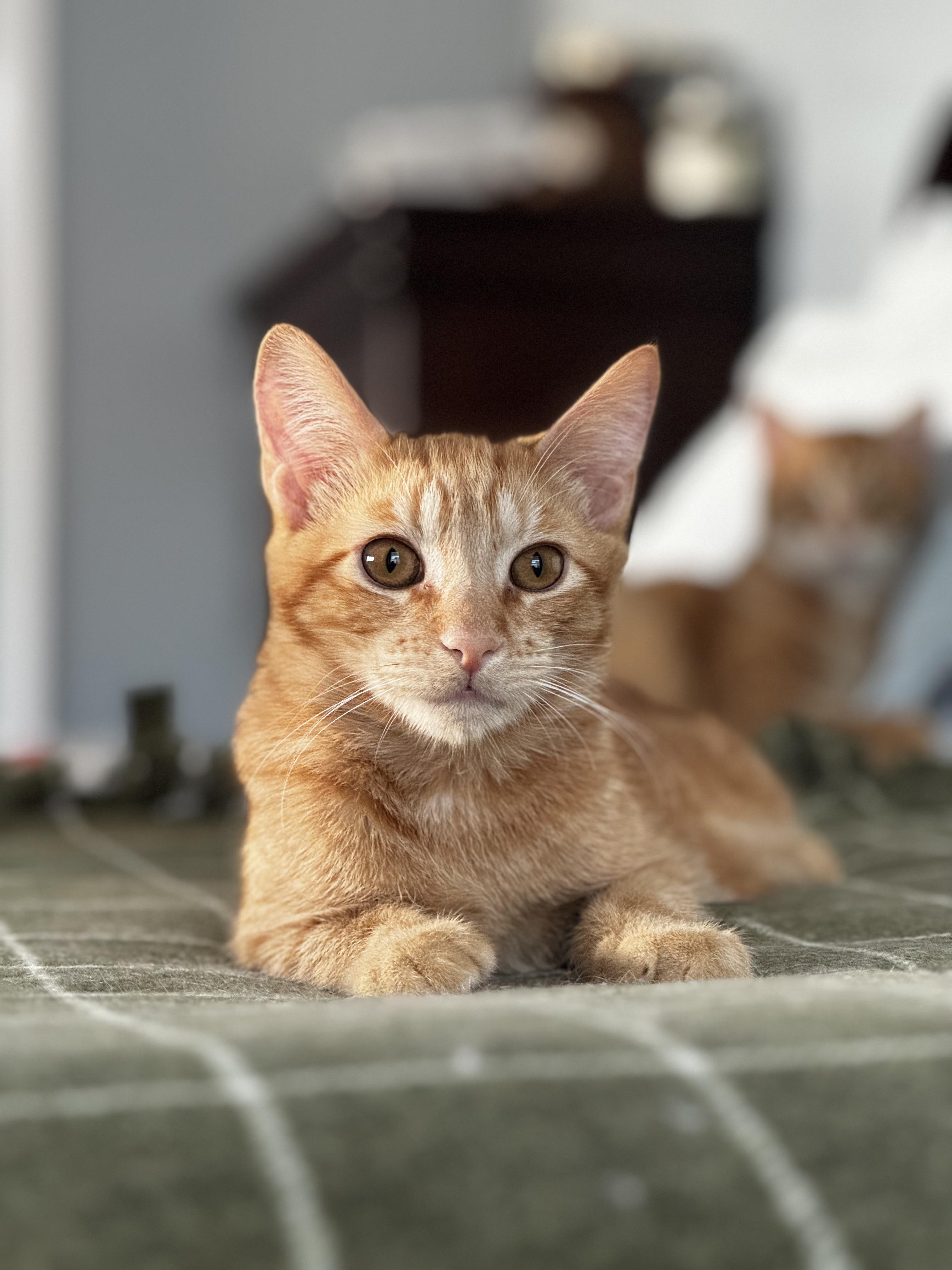Enlarge Merlin- Sleek and Cuddly, a Adoptable Tabby in Fountain Valley, CA image 1/6