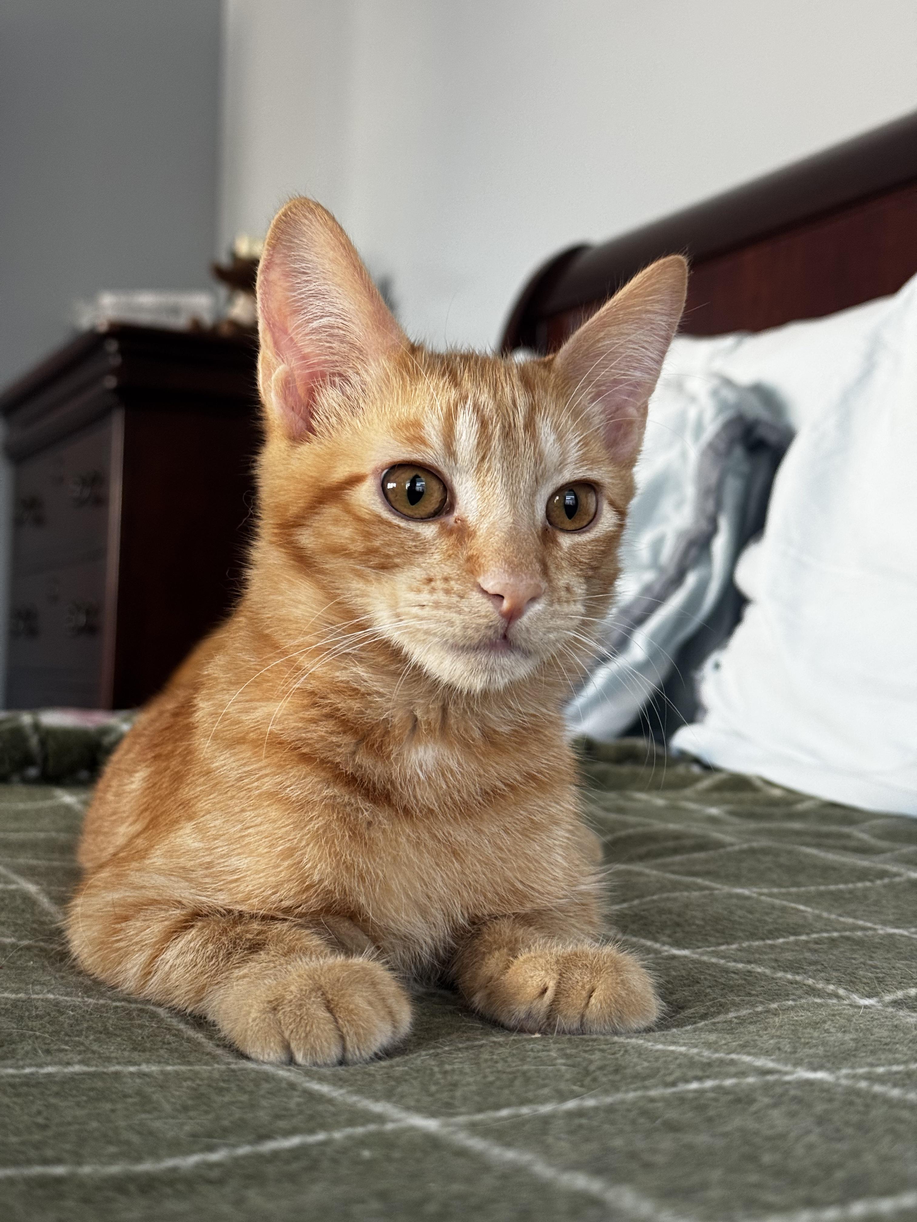 Enlarge Merlin- Sleek and Cuddly, a Adoptable Tabby in Fountain Valley, CA image 6/6
