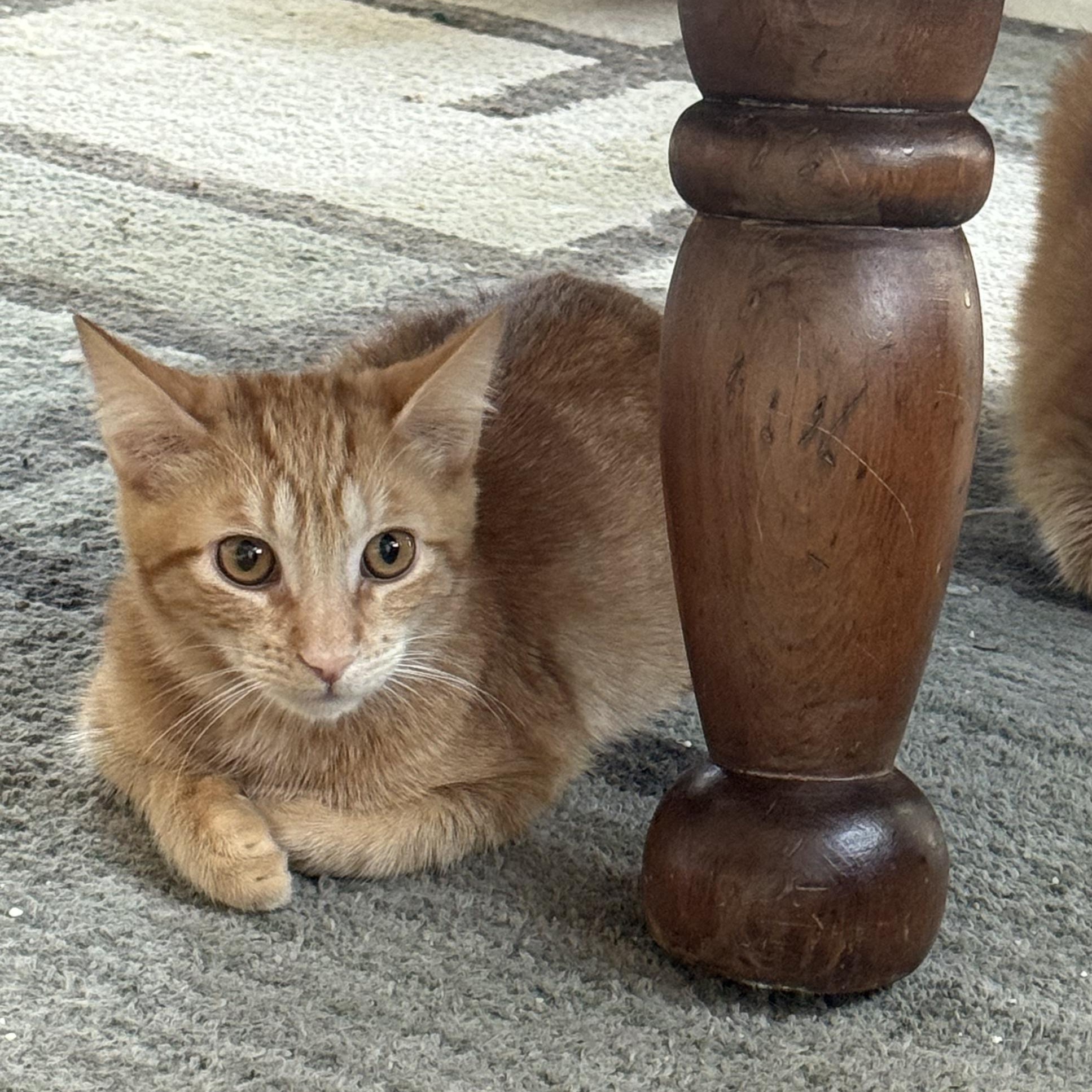 Enlarge Merlin- Sleek and Cuddly, a Adoptable Tabby in Fountain Valley, CA image 2/6