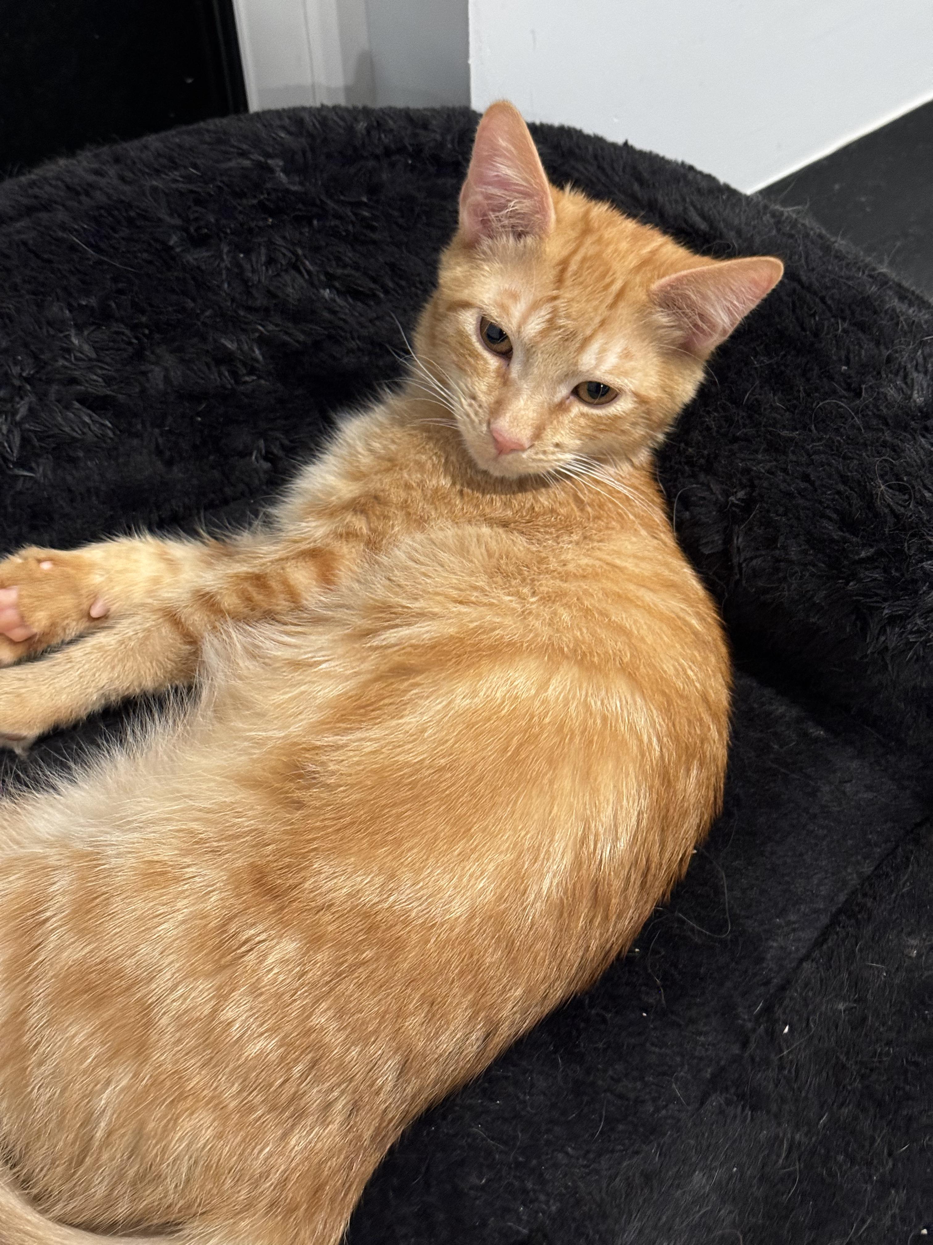 Enlarge Merlin- Sleek and Cuddly, a Adoptable Tabby in Fountain Valley, CA image 3/6