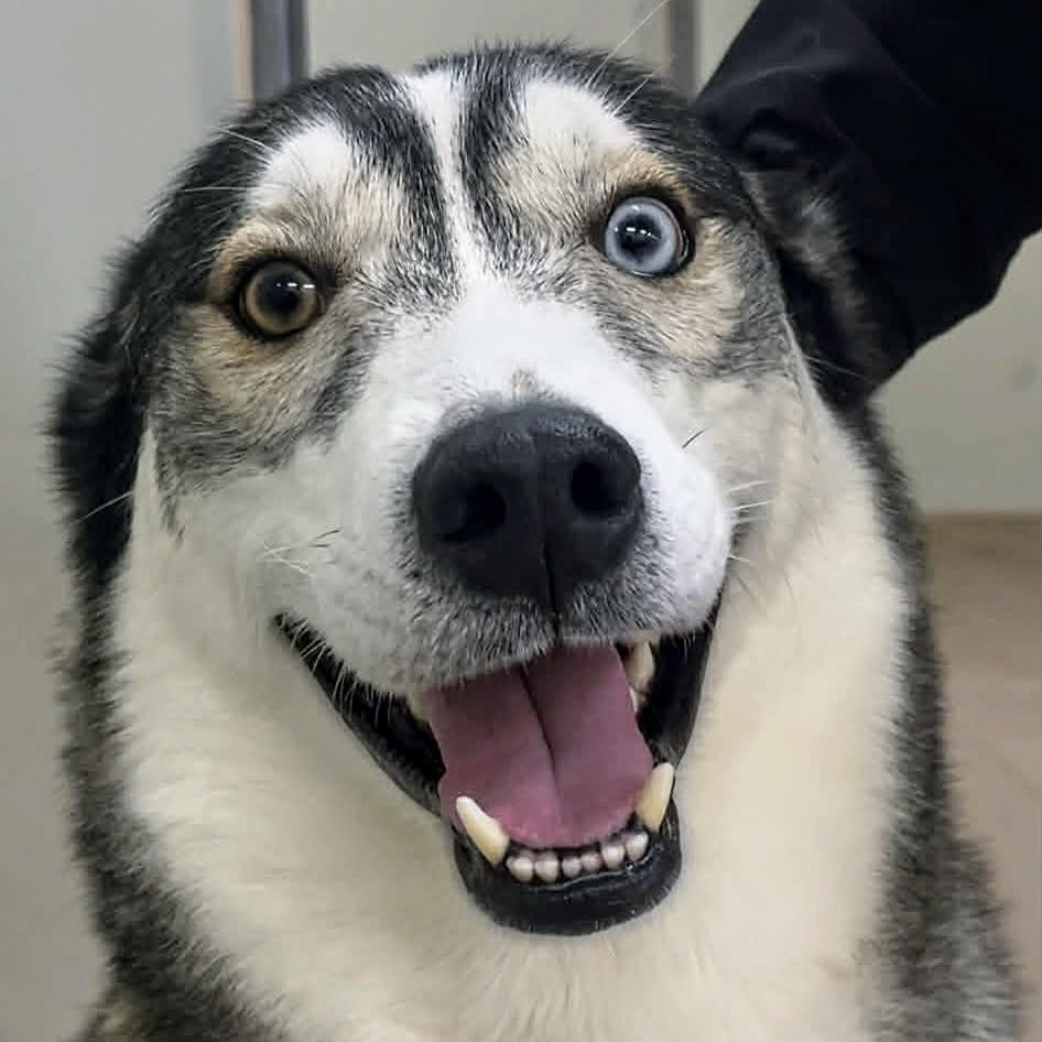 Stryker (20251124-02)