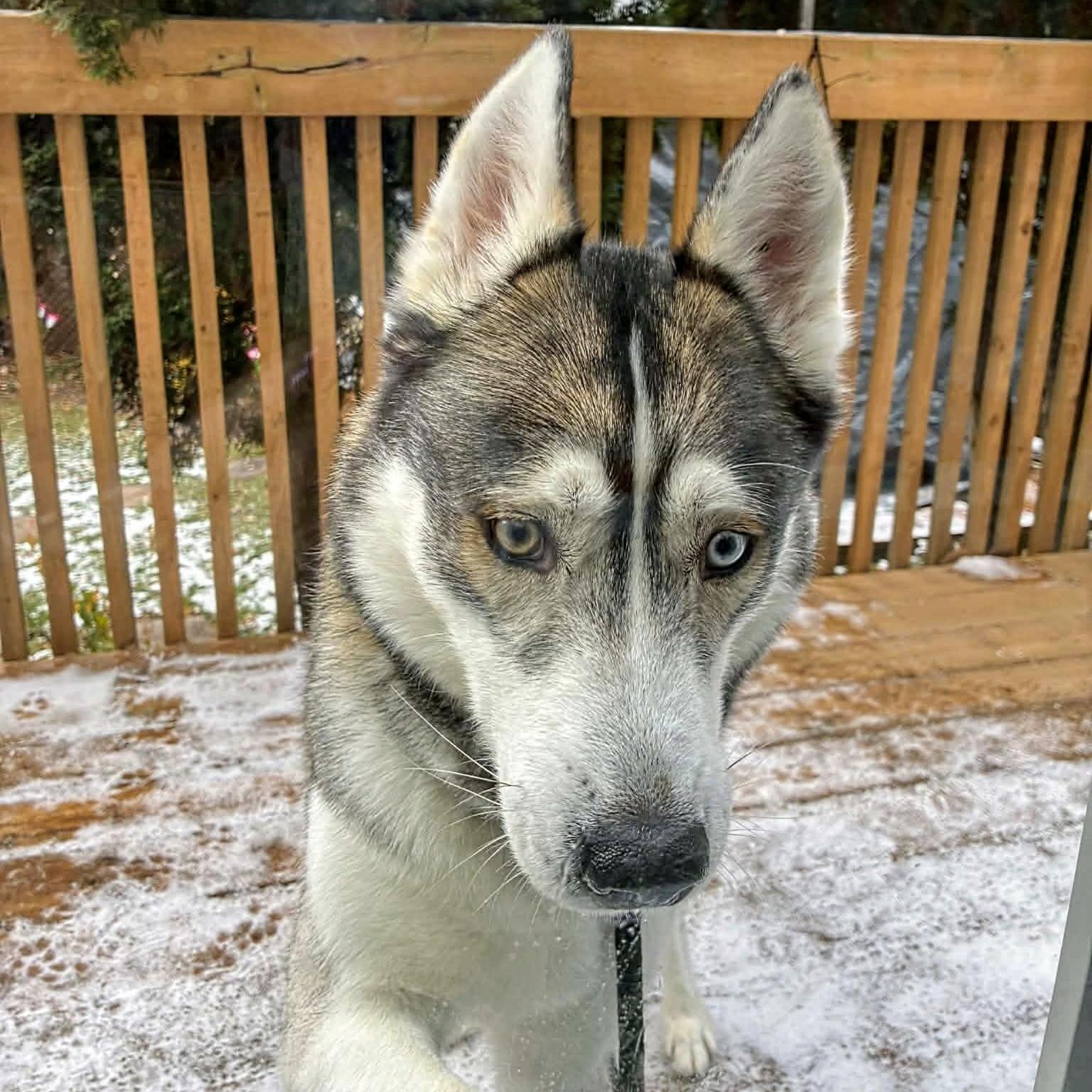 Stryker (20251124-02) — thumbnail 2