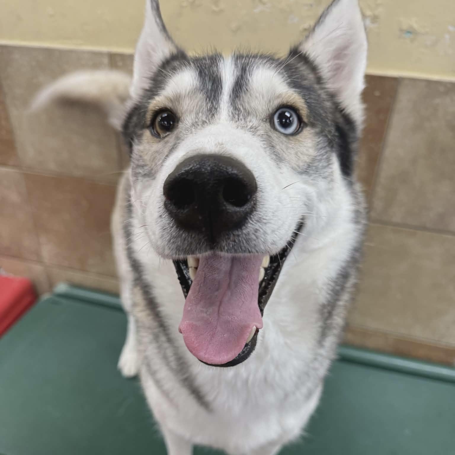 Stryker (20251124-02) — thumbnail 3