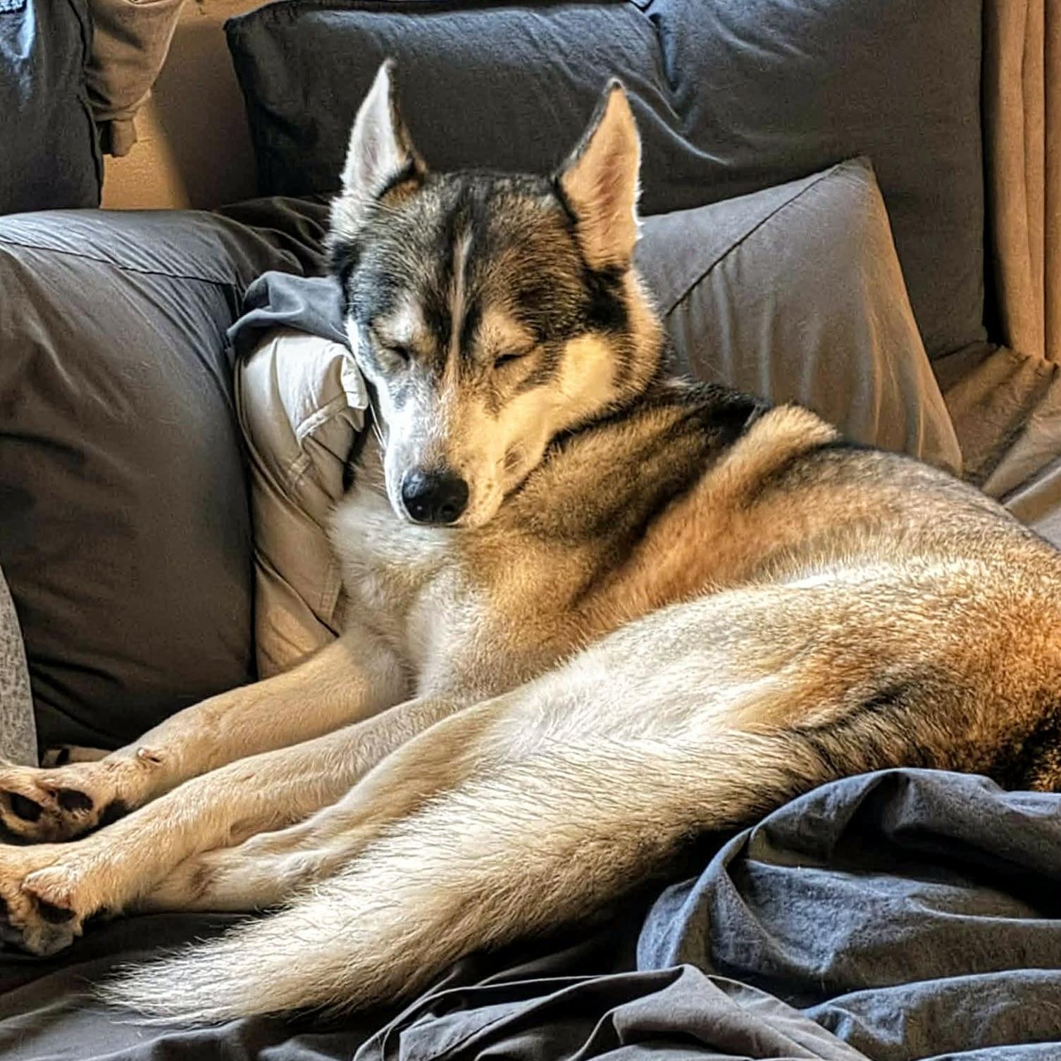 Stryker (20251124-02) — thumbnail 4