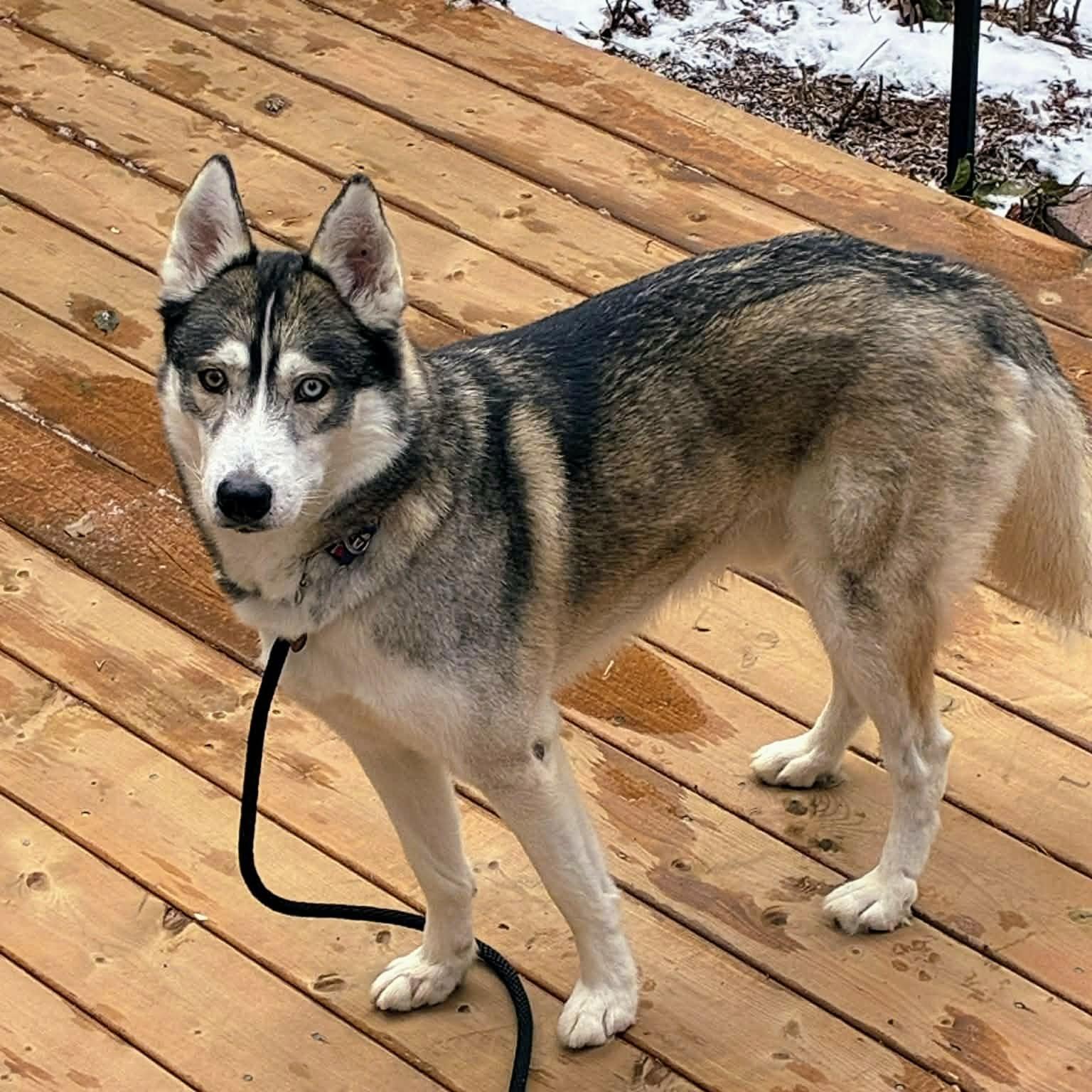 Stryker (20251124-02) — thumbnail 5