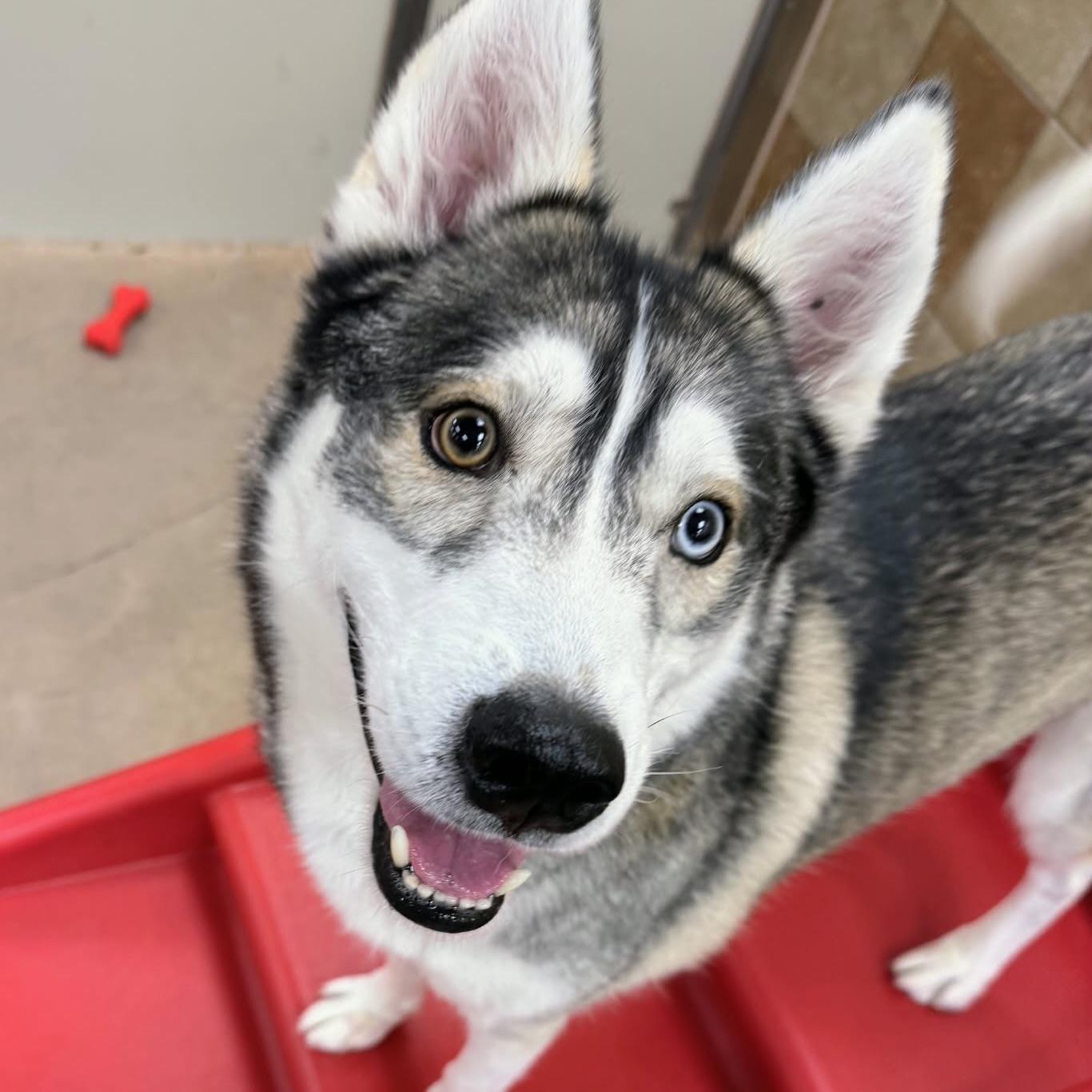 Stryker (20251124-02) — thumbnail 6