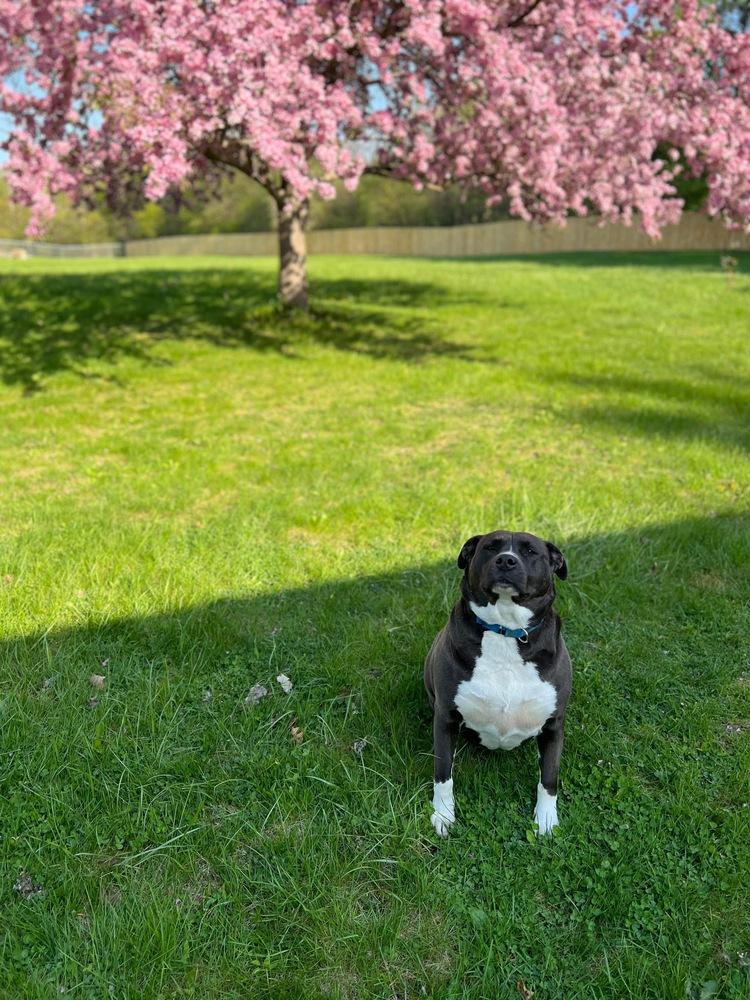 Enlarge Evelyn, a Adoptable mixed breed in Plymouth, MI image 1/5