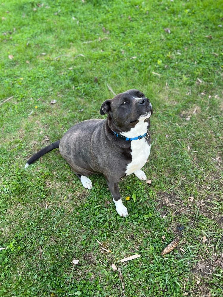 Enlarge Evelyn, a Adoptable mixed breed in Plymouth, MI image 2/5