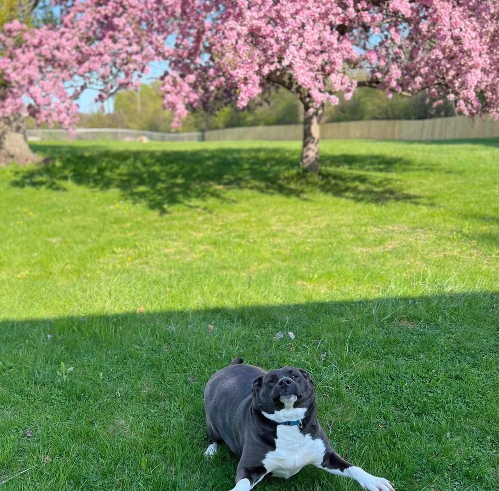 Evelyn, Adoptable, Young Female American Staffordshire Terrier.