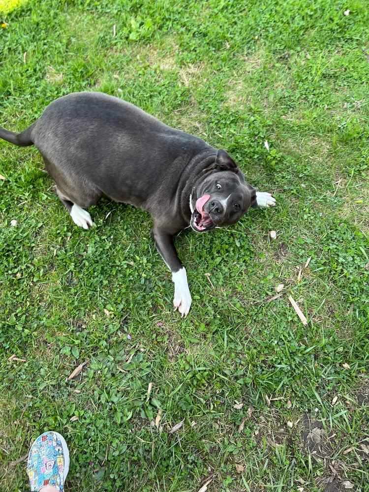 Enlarge Evelyn, a Adoptable mixed breed in Plymouth, MI image 4/5