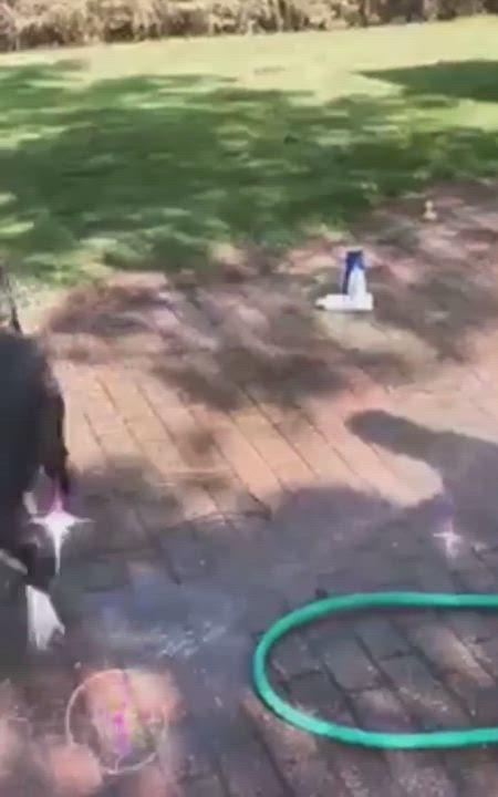 Enlarge Evelyn, a Adoptable mixed breed in Plymouth, MI video 5/5