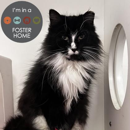 Spook, Adoptable, Young Female Domestic Short Hair & Domestic Short Hair.