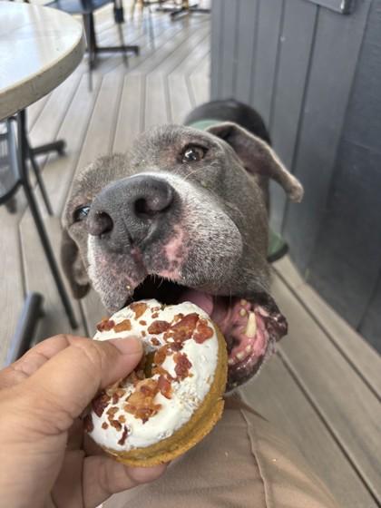 Enlarge Wallace, a Adoptable mixed breed in Honolulu, HI image 2/3