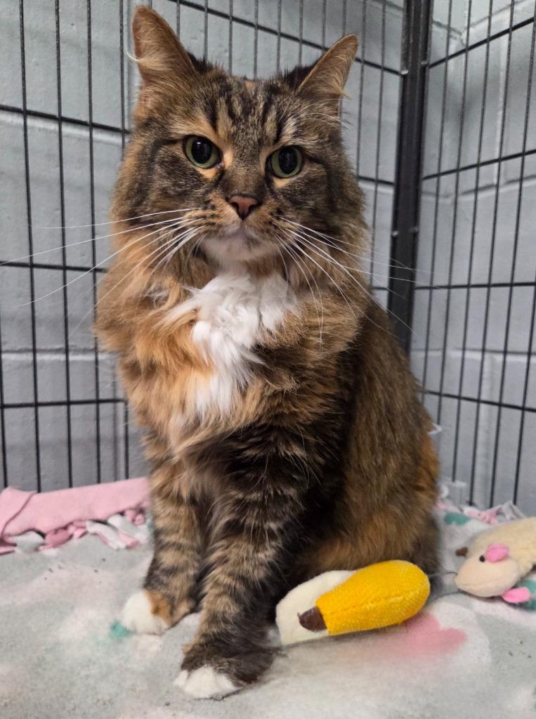Millie Mae, Adoptable, Adult Female Domestic Medium Hair.