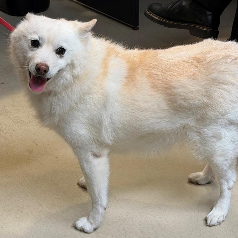 Elsa- 53396, a ADOPTABLE mixed breed in Columbia, MD image 4/5