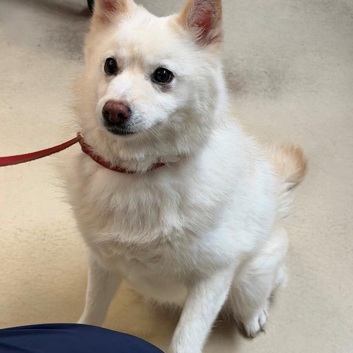Elsa- 53396, a ADOPTABLE mixed breed in Columbia, MD image 3/5