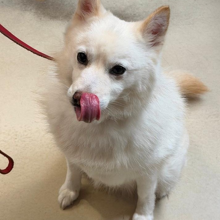 Elsa- 53396, a ADOPTABLE mixed breed in Columbia, MD image 5/5