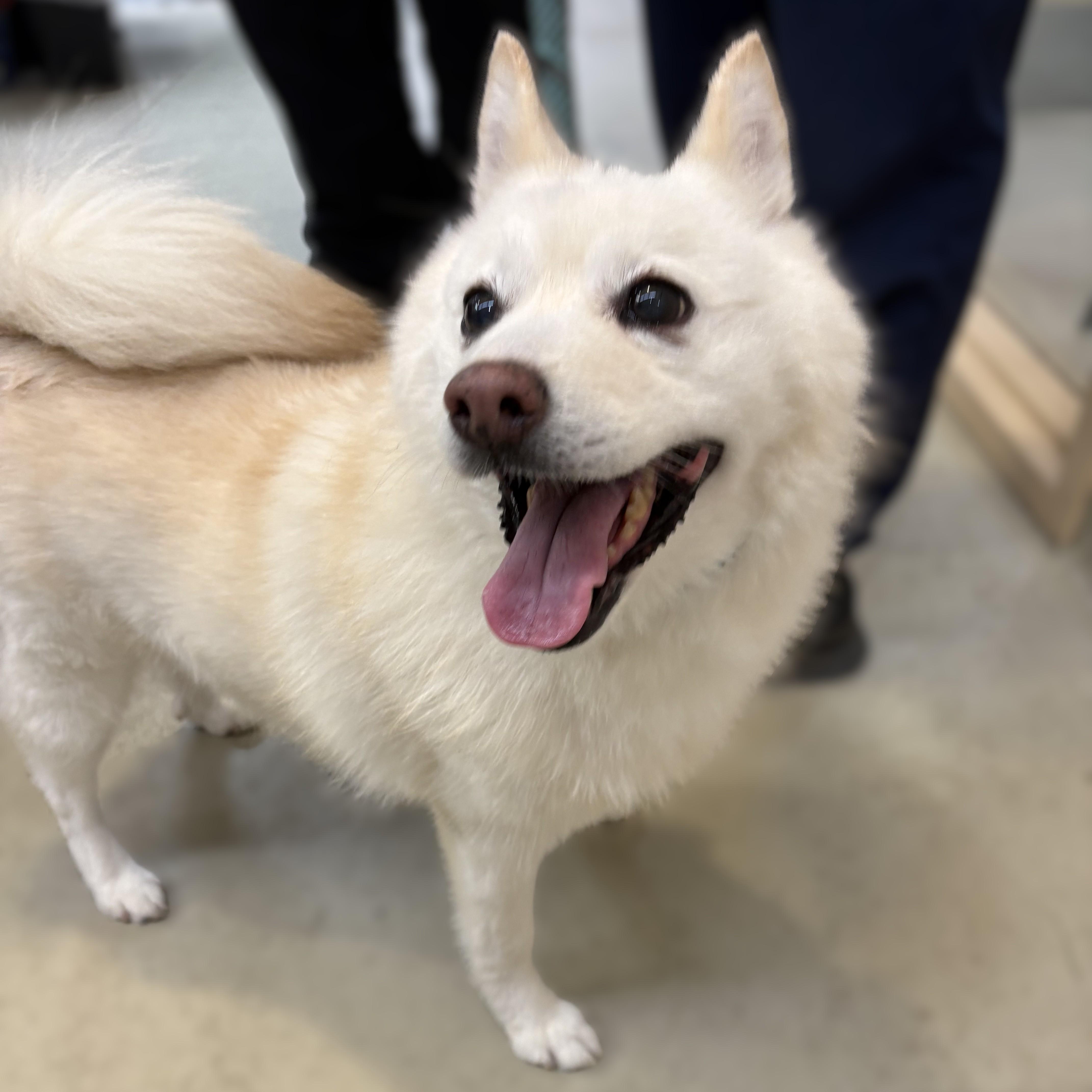 Elsa- 53396, a ADOPTABLE mixed breed in Columbia, MD image 2/5