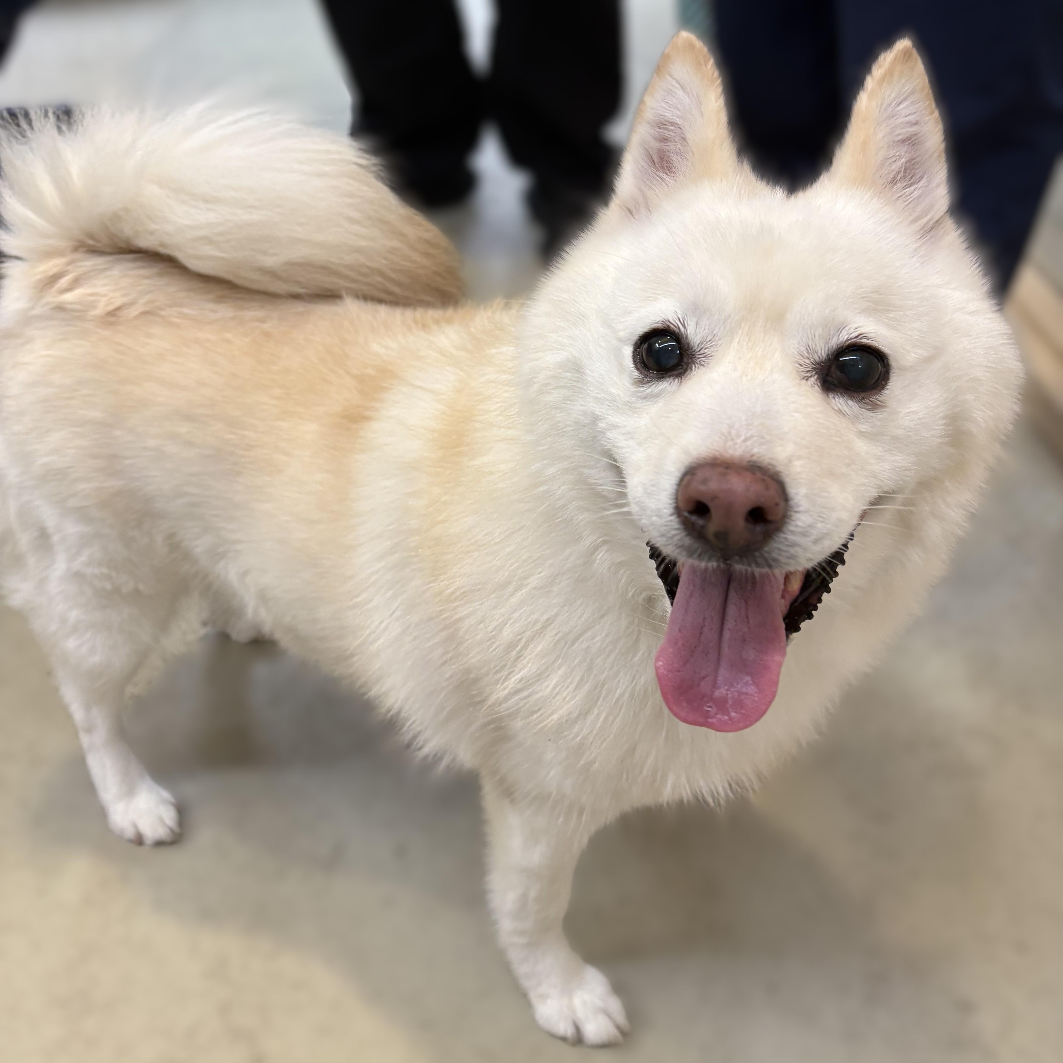 Elsa- 53396, ADOPTABLE, Senior Female Pomsky & Pomeranian.