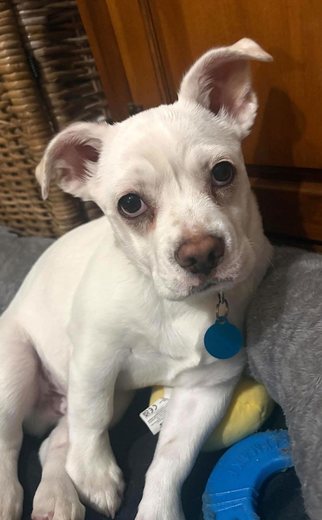 Calvin, Adoptable, Puppy Male American Bulldog.