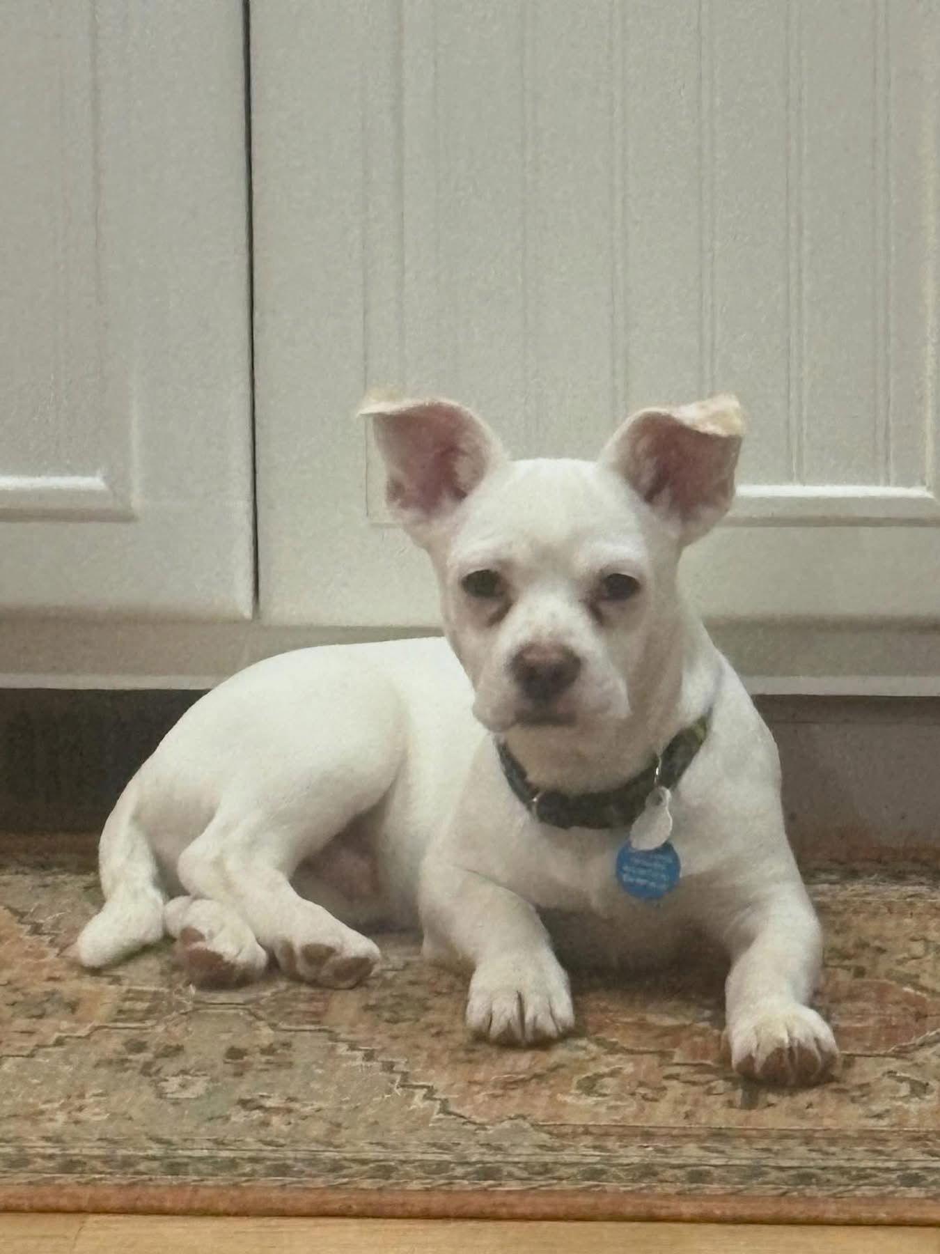 Enlarge Calvin, a Adoptable American Bulldog in Seattle, WA image 3/3