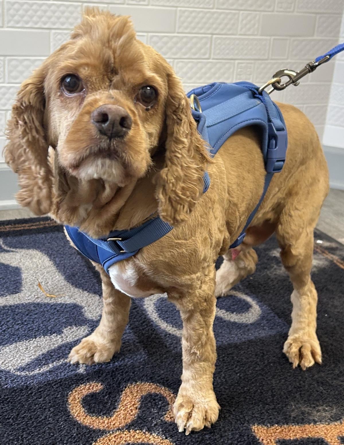 Dakota, Adoptable, Senior Male Cocker Spaniel.
