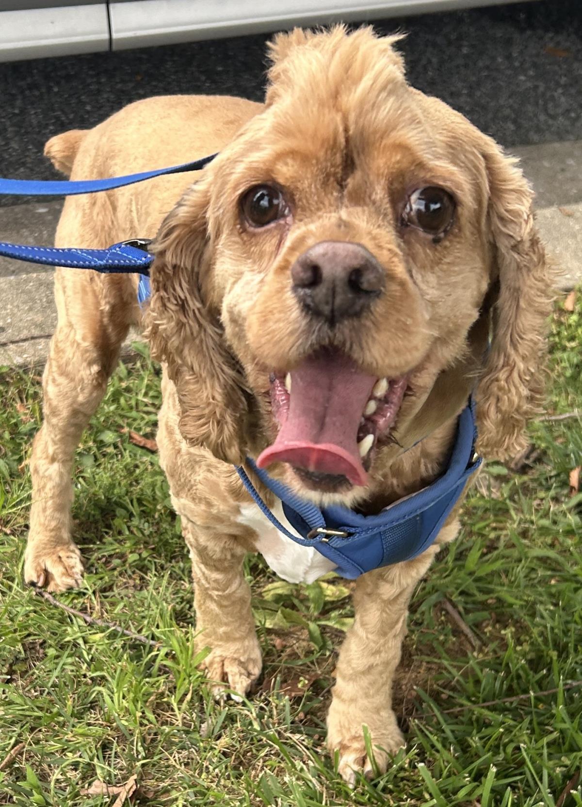 Enlarge Dakota, a Adoptable Cocker Spaniel in Westminster, MD image 2/3
