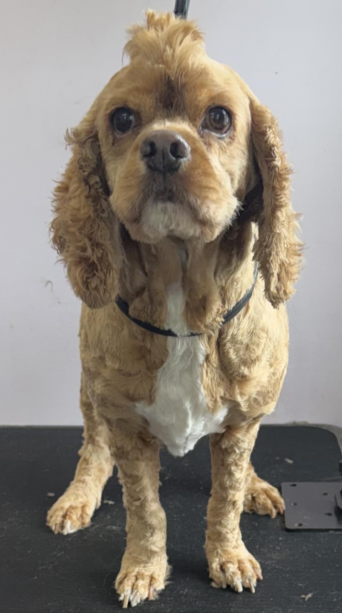 Enlarge Dakota, a Adoptable Cocker Spaniel in Westminster, MD image 3/3