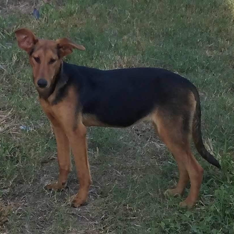 Ruby, Adoptable, Puppy Female Shepherd & Doberman Pinscher.