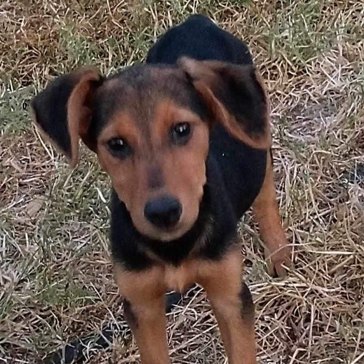 Enlarge Ruby, a Adoptable mixed breed in Toms River, NJ image 2/6