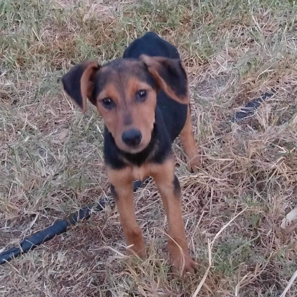 Ruby, Adoptable, Puppy Female Shepherd & Doberman Pinscher.