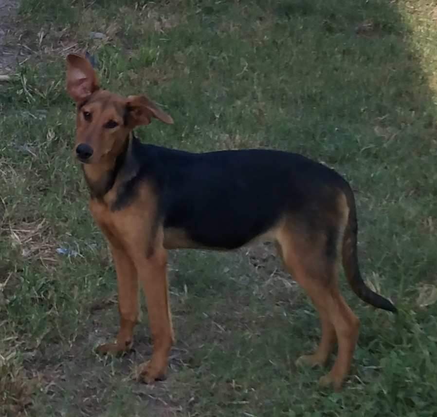 Enlarge Ruby, a Adoptable mixed breed in Toms River, NJ image 4/6