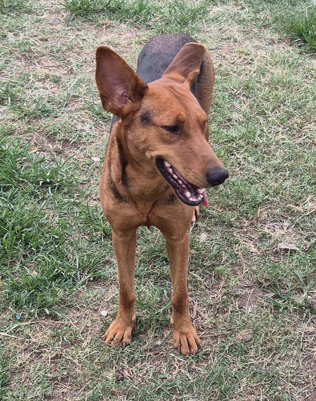Ruby, a Adoptable mixed breed in Toms River, NJ image 1/3