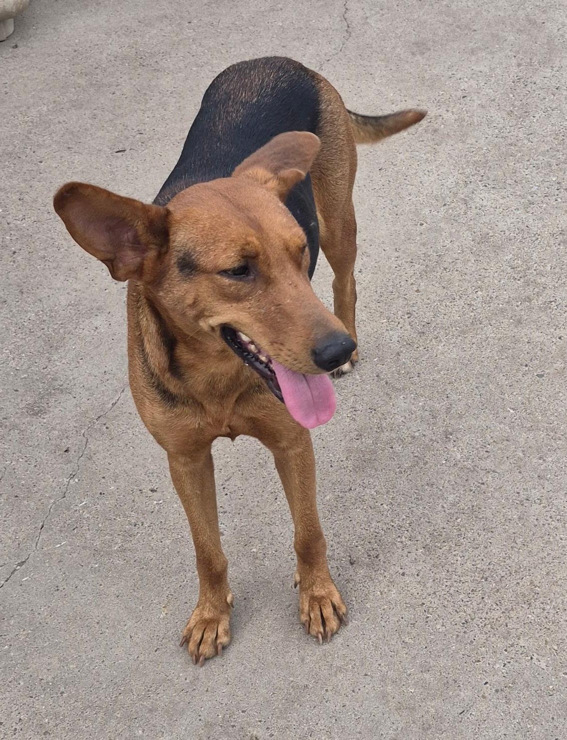 Ruby, a Adoptable mixed breed in Toms River, NJ image 2/3