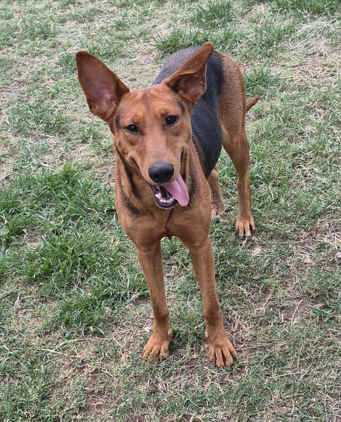 Ruby, a Adoptable mixed breed in Toms River, NJ image 3/3
