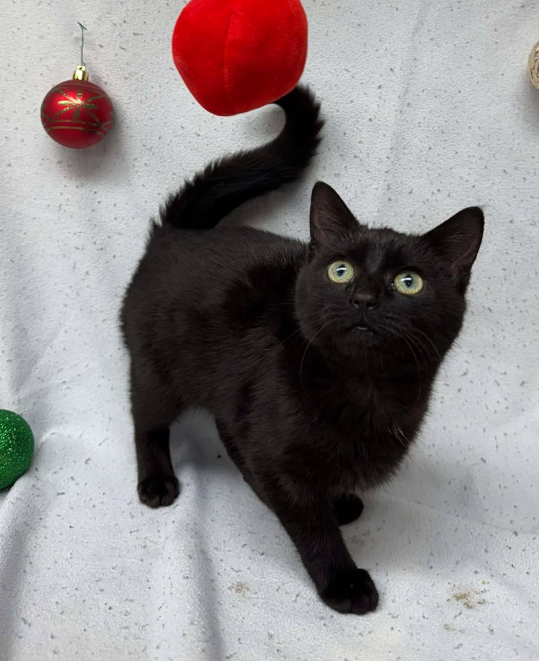 Enlarge Joyce, an adopted mixed breed in Maryville, MO image 1/1